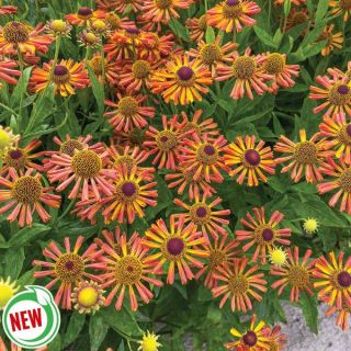 Tie Dye Helenium Thumbnail